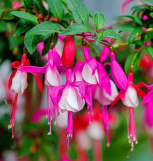 Fuchsia Seeds for growers seeking a long-blooming display