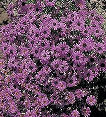 Brachycome Bravo ��������� Violet black eye for planting in flower garden