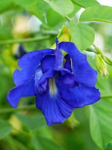 Persian Blue Nigella Damascena Seeds for a bright addition to the Home Decorative Flower Beds