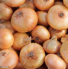 Yellow Cipollini Onion Seeds (Allium cepa) for a fresh homegrown crop from the culinary and kitchen gardens