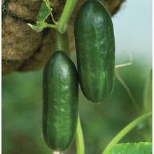 Mini Cucumber Seeds (Cucumis sativus) for growers stocking the Vegetable Patch