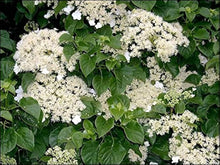 Climbing Hydrangea Seeds for fast cover along a fence or wall