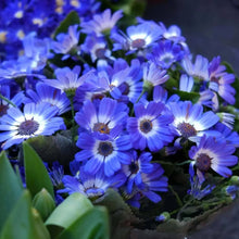 Cineraria Mixed Seeds for colorful blooms in the flower bed