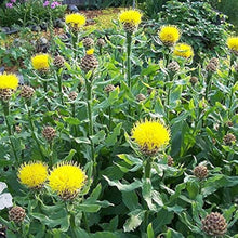 Armenian Basket Seeds for a lasting display in the Flower Bed & Urban Garden