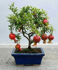 Pomegranate Bonsai Tree Seeds for Home Garden