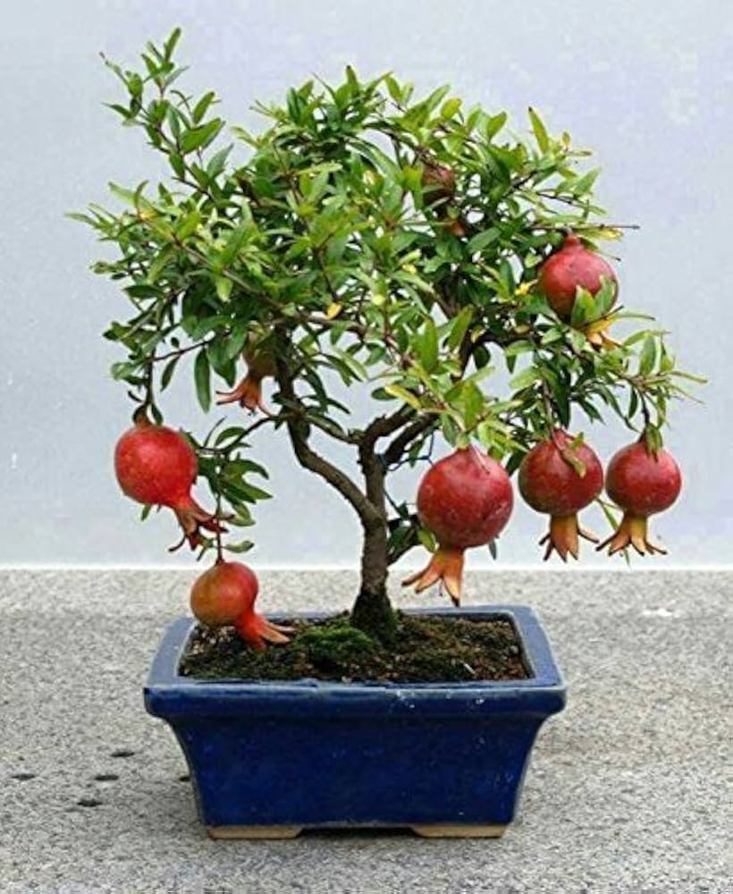 Pomegranate Bonsai Tree Seeds for Home Garden
