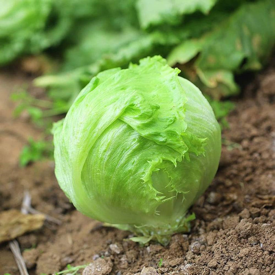 Iceberg Lettuce – Lactuca sativa – for home garden planting