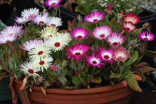 Annual monthmbryanthemum Criniflorum Mix Flower Livingstone Daisy Seeds for reliable seasonal color