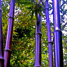 Rare Giant Black Moso Bamboo Seeds Bamboo Seeds Professional  Bambusa Lako Tree Seeds for Home Garden Clear  Ornamental Garden Plant Premium Quality Seeds