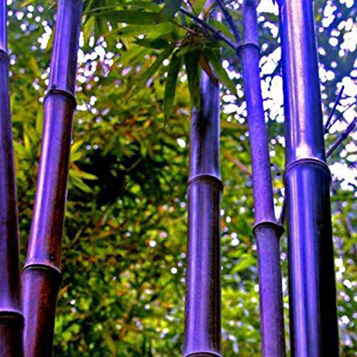 Rare Giant Black Moso Bamboo Seeds Bamboo Seeds Professional  Bambusa Lako Tree Seeds for Home Garden Clear  Ornamental Garden Plant Premium Quality Seeds
