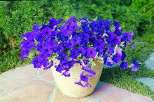 Petunia flower Seeds (Petunia hybrida) for a bright addition to the window boxes or balcony planters