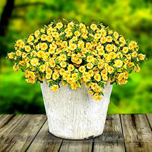 Petunia Semi Slice of Lemon Superbells Calibrachoa Plant Seeds for a sweet addition to the home orchard