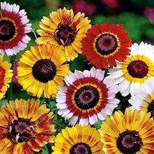 Daisy Seeds (Chrysanthemum carinatum) for growers filling out the backyard garden or borders