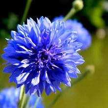 Hibiscus Flowers and Seeds for colorful blooms in the Stunning Blue Blooms in Your Garden