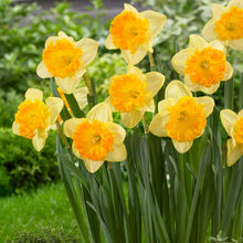 Daffodil Narcissus Yellow Orange Seeds for seasonal color across the flower bed yard