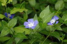 Catharanthus Roseus Periwinkle Seeds for a lasting display in the Flower Bed
