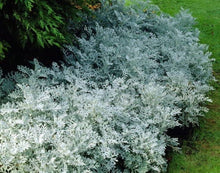 Dusty Miller Silverdust Seeds (Senecio cineraria) for growers filling out the border garden flower bed