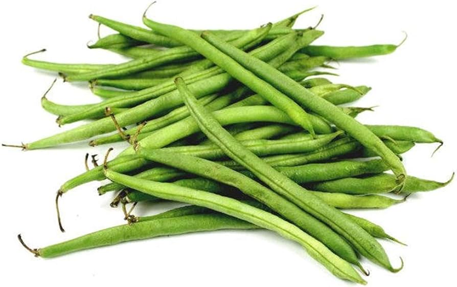 Burpee Stringless Bean (Phaseolus vulgaris) for planting in home vegetable garden