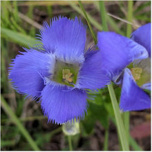 Gentiana Andrewsii Seeds (Gentiana andrewsii) for a bright addition to the wildflower gardens and flower beds