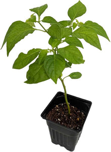 Trinidad Scorpion Moruga Pepper Seeds prized among growers for extremely Hot Peppers
