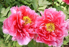 Peony Paeonia Suffruticosa Chinese Seeds for growers filling out the Backyard Ornamental Borders