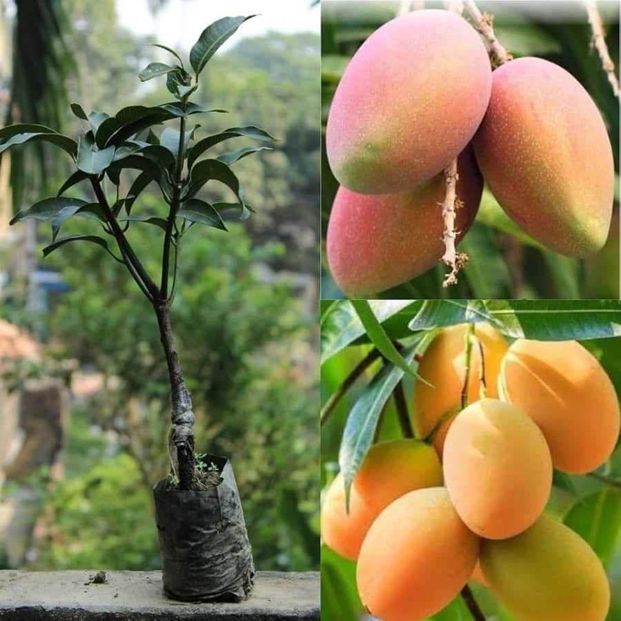 Dwarf Mango Seeds Bonsa Sweet Tree Rare Plants  Ornamental Garden Plant Premium Quality Seeds