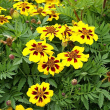 Calendula "Dainty Marietta" Semi-Traditional Non-GMO Seeds for reliable seasonal color