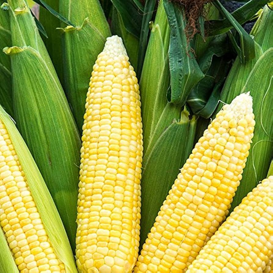 Sweet Corn Seeds (Zea mays) for productive rows in the Organic Home Garden Cultivation