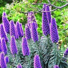 Plant Seeds (Echium fastuosum) for a colorful addition to any planting