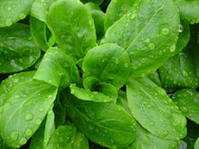 Lamb's Lettuce (Valerianella di Agnello) seeds for vegetable garden