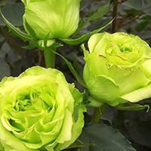 Green Rose Seeds for a bright addition to the Ornamental Flower Garden Pots