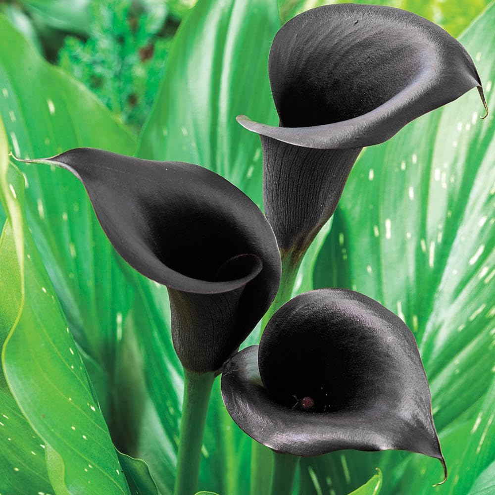 Calla Lily Zantedeschia Aethiopica Flower Seeds for Planting in Indoor Pots and Shaded Garden Beds - for planting in home garden
