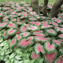 Caladium Seeds (Caladium bicolor) for colorful blooms in the shaded garden beds