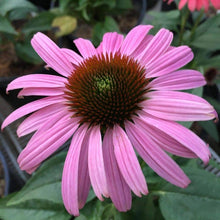 Coneflower Seeds (Echinacea spp.) for a bright addition to the Flower Bed
