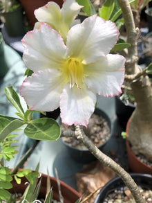 Desert Rose Adenium Obesum White King Parfum Seeds for growers filling out the urban garden patio