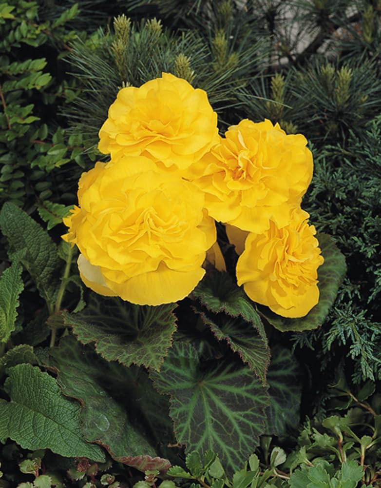 Begonia Begonia tuberhybrida Nonstop Mocca Mix flower seeds for planting in shaded pots or home garden beds - for planting in home garden