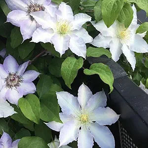 Clematis Clematis Hybrida Two-Colored Flower Seeds for Planting – Ideal for Vertical Gardens and Trellises