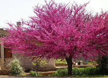 Eastern Redbud Tree Seeds for a lasting addition to the Landscaping & Garden