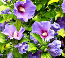 Hibiscus Hibiscus Moscheutos Lavender Mist Seeds for a flavorful crop in the Backyard Ornamental Borders