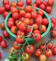 Tomato 'Sun Cherry Premium' Super Sweet Seeds for a productive addition to the vegetable patch