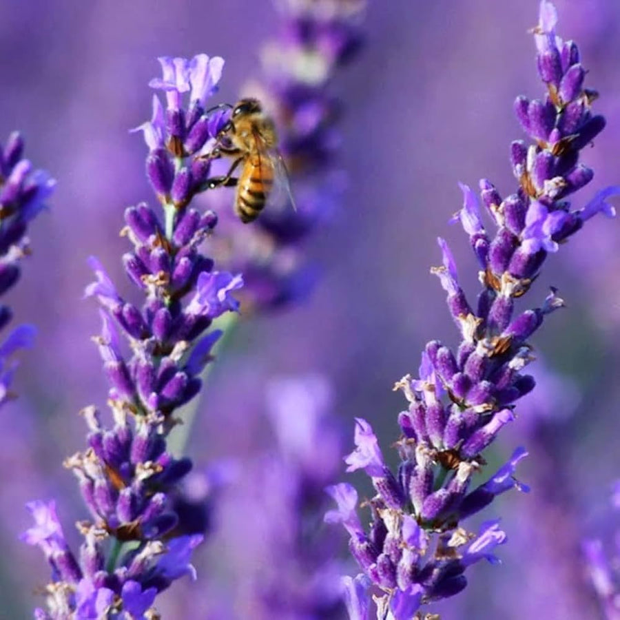 Lavender Lavandula angustifolia herb seeds for indoor pots and home garden - for planting in home garden