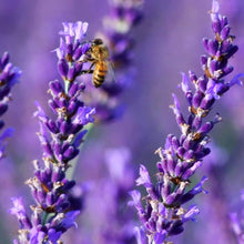 Lavender Bonsai Seeds for a fragrant addition to the Outdoor Gardens