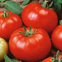 Red Brandywine Tomato Seeds (Solanum lycopersicum) for growers stocking the vertical garden and backyard use