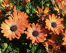 Orange Osteospermum Seeds (Osteospermum ecklonis) for sweet homegrown fruit in the colorful flower beds and balcony pots