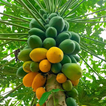 Impatiens Sun and Shade Papaya Seeds known for tropical Hued Flowers