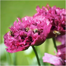 Light Purple Peony Seeds prized for beautiful Blooms