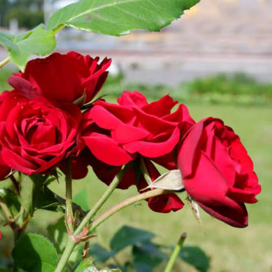 Rosa rose tree seeds for garden and balcony plants