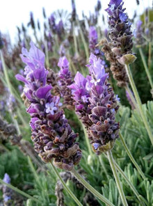 Lavender Lavandula Angustifolia Provence Seeds for a flavorful crop in the Home Pots