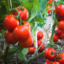 Tomato Seeds for productive rows in the Solanum Lycopersicum Independence patch container garden