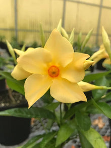 Mandevilla Sanderi Seeds (Mandevilla sanderi) for vertical growth across the Climbing Garden